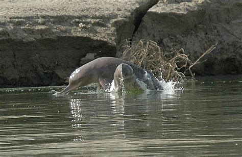 Indus river dolphin - Whale & Dolphin Conservation Australia