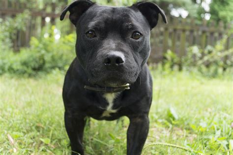 black and white staffordshire bull terrier free image | Peakpx