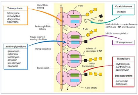 Antibiotik yang Menghambat Sintesis Protein : Jenis, Mekanisme, Dosis ...