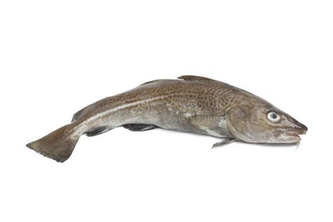 Fresh atlantic cod fish stock image. Image of morhua - 23593465