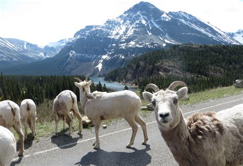 Bighorn Sheep In Glacier - Glacier National Park Conservancy