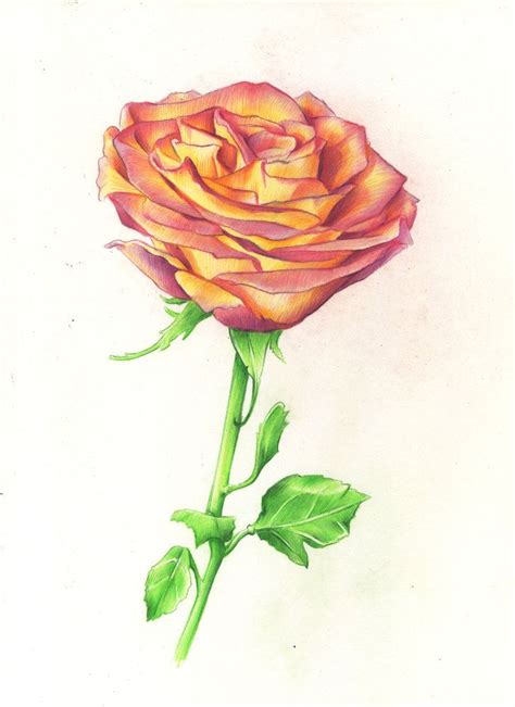 Simple Rose Drawings In Pencil