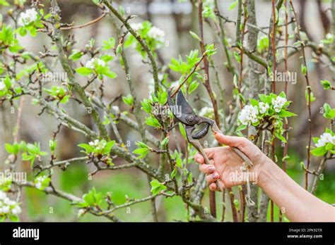 Pruning an apple tree in the spring Stock Photo - Alamy