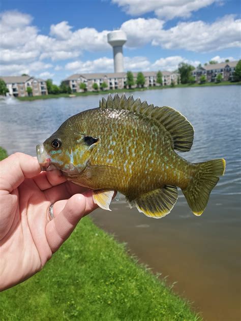 Pretty Greensunfish : r/Fishing