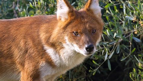 Dhole | San Diego Zoo Wildlife Explorers