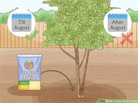 How to Grow Birch Trees (with Pictures) - wikiHow