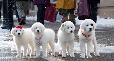 Santa Paws 2: The Santa Pups | Santa paws, Pup, Disney christmas movies