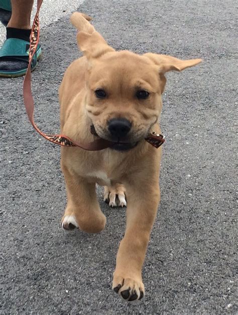 Pit Bull Golden Retriever Mix - Pupherd