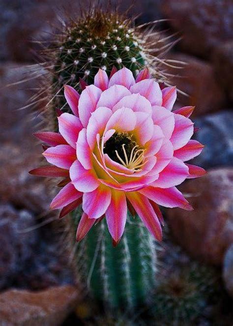 Flores de cactus - 03/06/13 | Plantas