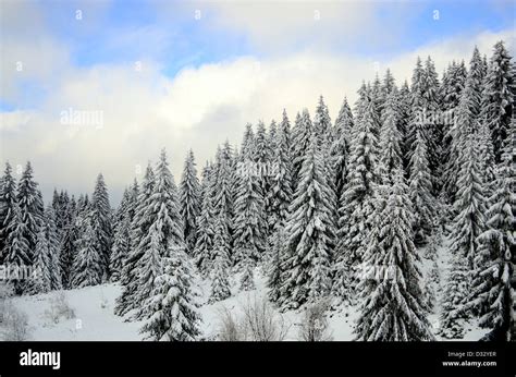 Winter forest landscape Stock Photo - Alamy