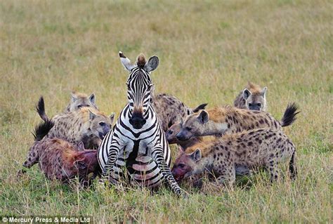 Nature at its most brutal: Tragic end for heavily pregnant zebra as it is eaten alive by a pack ...