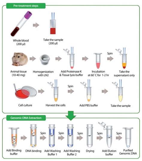 Procedure Of Dna Extraction