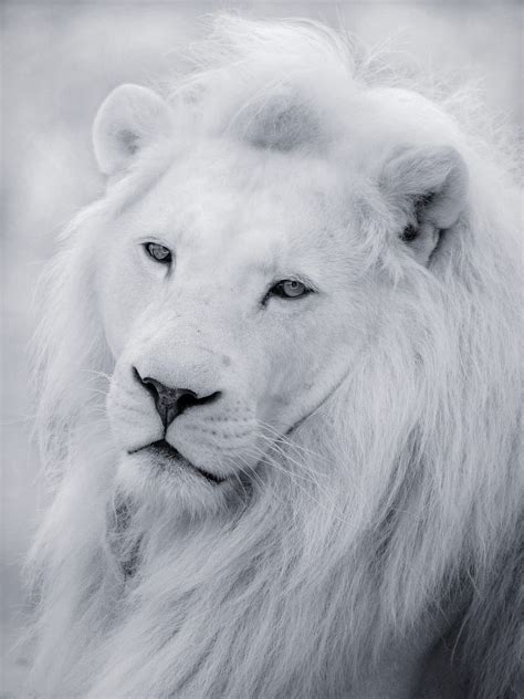 Lion, animals, big cat, cat, king, white lion, HD phone wallpaper | Peakpx