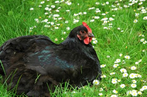 Black Australorp Chickens - Chicks for Sale Online | Cackle Hatchery