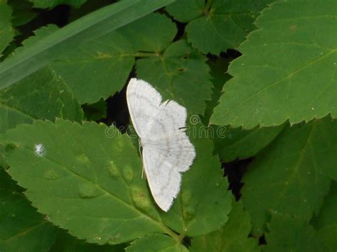 Small White Butterfly Moth Falter in the Forest Stock Photo - Image of ...