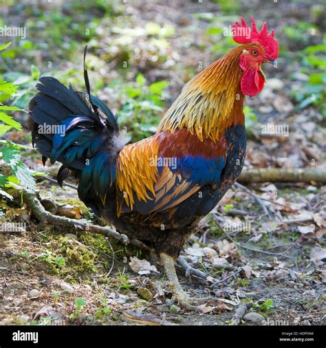 Crowing Cockerell (Gallus gallus domesticus Stock Photo - Alamy