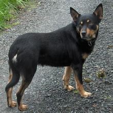 Australian Kelpie Puppies for Sale