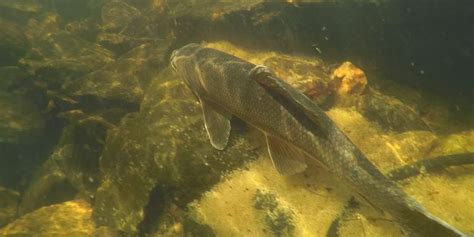 Stewardship council works to restore fish habitats in Georgian Bay ...