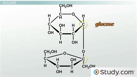 Carbohydrates | Overview, Structure & Function - Lesson | Study.com