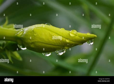 The beauty of sliding rain drop over golden trumpet hi-res stock ...