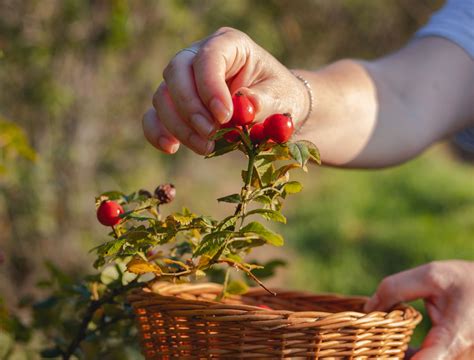 How To Grow Roses From Seeds