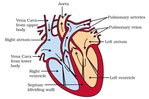 Cross Section Of Leaf Diagram Class 10 Ncert : Class X Science / Cross section of a leaf. - pradaden