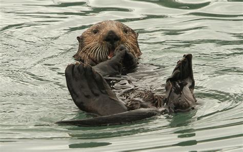 Sea otters: Here’s what you otter know. - The Washington Post