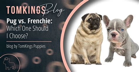 Pug vs. French Bulldog: Which One Should I Choose? - TomKings Kennel