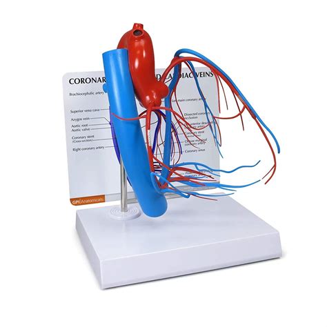 Buy WEDF Heart Model Coronary Arteries Cardiac Veins Heart Model Human Body Anatomy Replica of ...