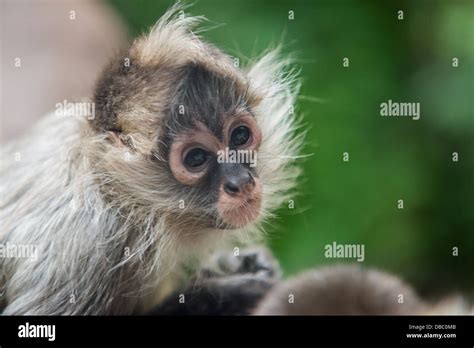 Spider monkey baby hi-res stock photography and images - Alamy