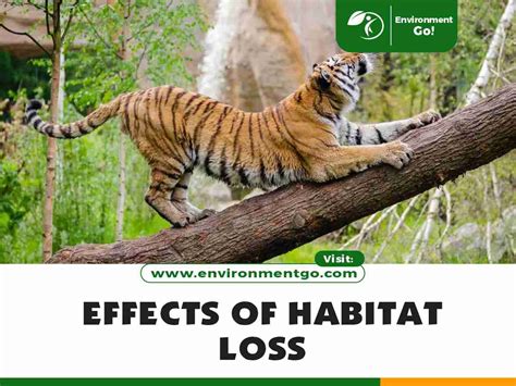 11 Major Effects of Habitat Loss - Environment Go!