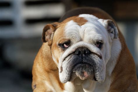 Top 4 Dog Breeds That Suffer From Breathing Problems