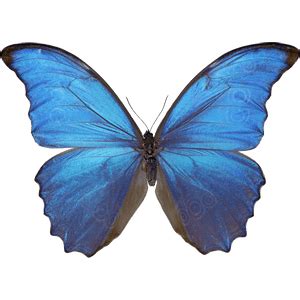 Beautiful Blue Butterfly transparent PNG - StickPNG