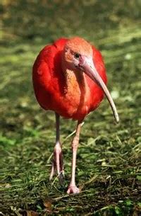 Scarlet Ibis | The Animal Facts