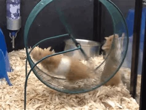 Hamster Wheel GIFs - 70 Animated Rodents Run in a Wheel