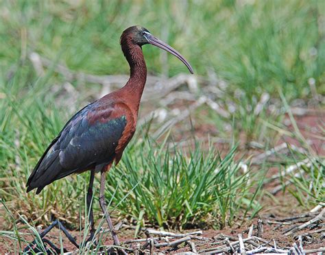 Glossy Ibis – Holmen Birding Safaris