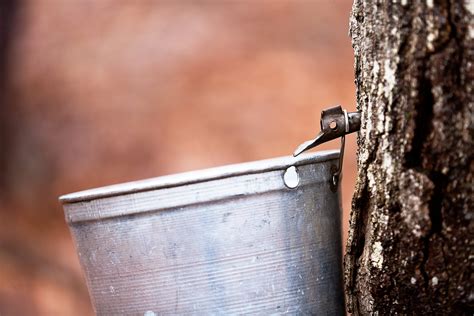 Tapping trees for maple syrup means spring is near - The Farm