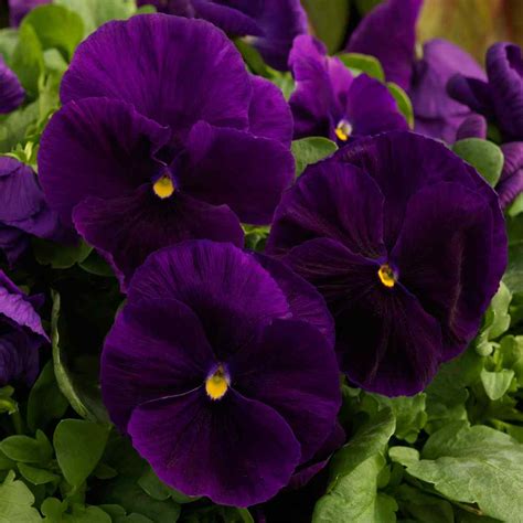 Pansy Seeds - Pansy Majestic Clear Purple Flowers