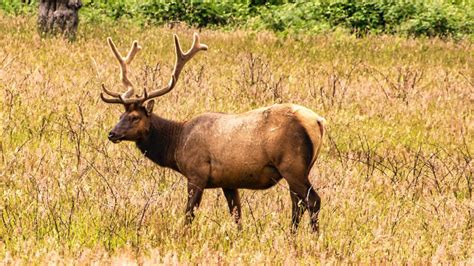 Talakaveri Wildlife Sanctuary Karnataka - Aryan Go