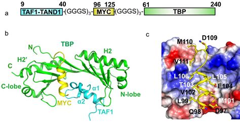 The fusion protein approach to protein complex crystallization