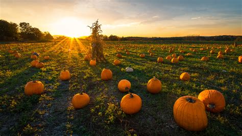 Pumpkin patch at sunset on a late afternoon in early autumn, Newton ...