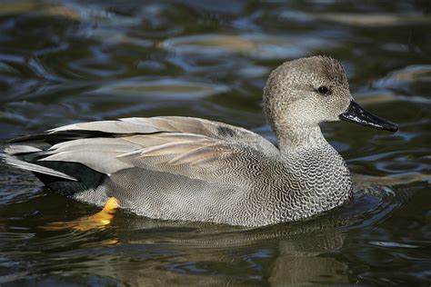 Beautiful Gadwall Drake Photograph by Michael Peak - Fine Art America