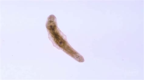 Regeneration Of Planaria