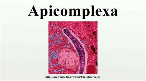 Apicomplexa - YouTube