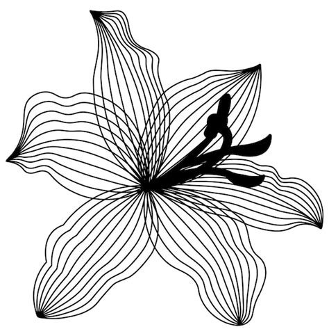 Premium Vector | Lily flower drawing lily drawing flower drawing floral