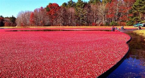 Bandon Cranberry Festival | September | Annual Harvest Fest