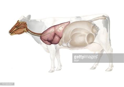 Anatomy Of The Cow Respiratory System.