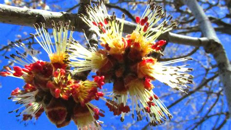 Wandering in Canada: Silver Maple - Acer saccharinum - Érable argenté