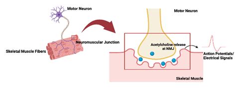 Neuromuscular Junction – NC DNA Day Blog