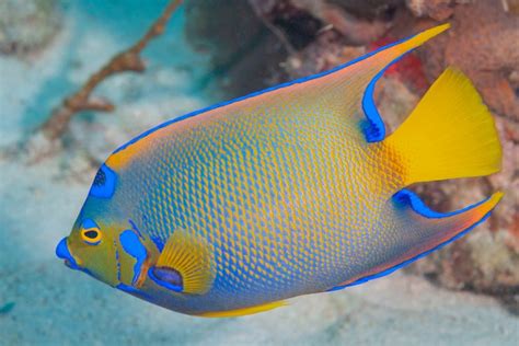 Queen Angelfish Facts & Information Guide American Oceans